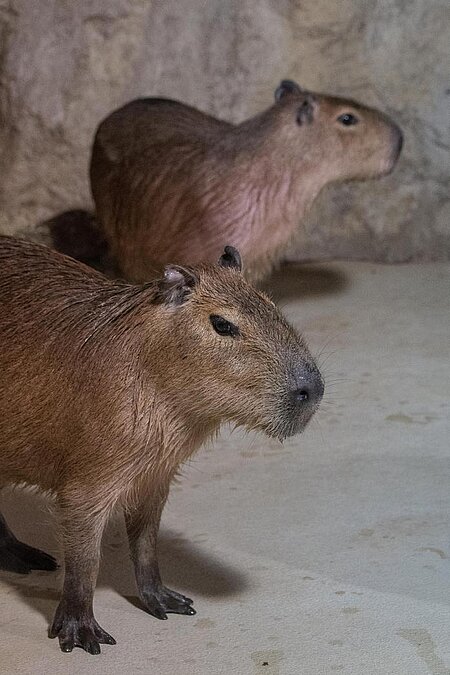 Zwei Capybaras in der Innenanlage.